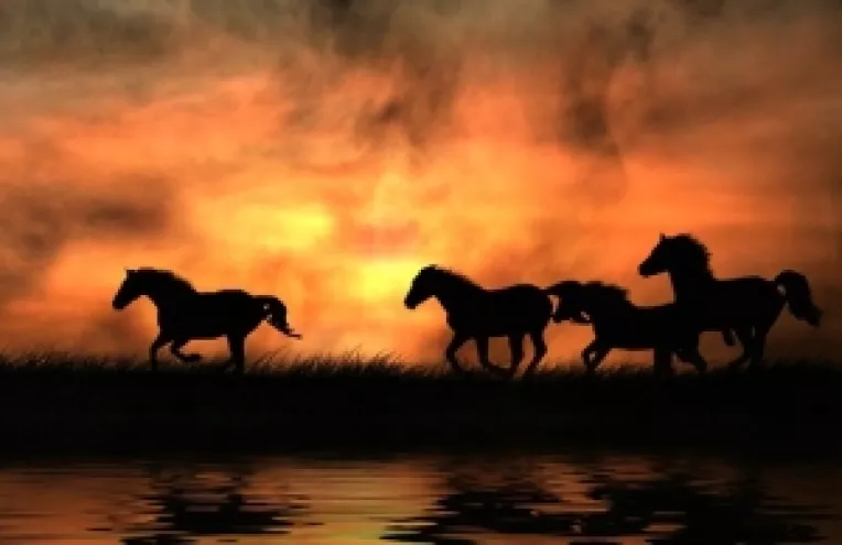 Caii salbatici din Delta, in pericol sa moara din cauza anemiei infectioase ecvine