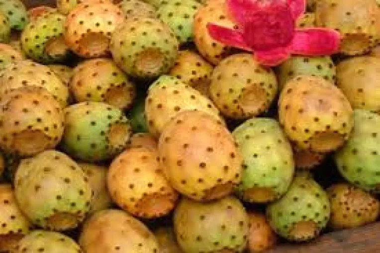 Fructul de cactus este o sursa importanta de vitamina C, B1, B2, B3, calciu, fosfor, fier toate ajutand la imbunatatirea sistemului imunitar