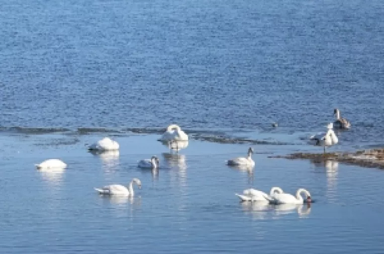 Horoscop: Saptamana 29 Ianuarie - 4 Februarie 2018