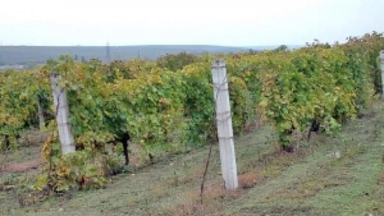 Murfatlar estimeaza o cifra de afaceri de 200 milioane de lei