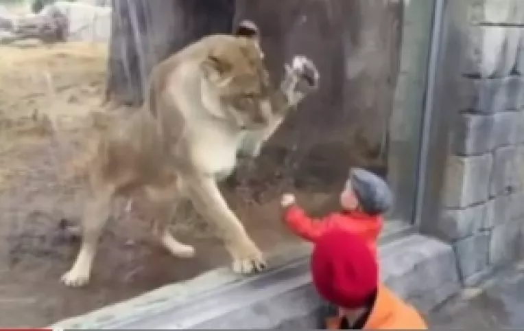 O leoaica a vrut sa atace un copilas care o privea, la o gradina zoologica