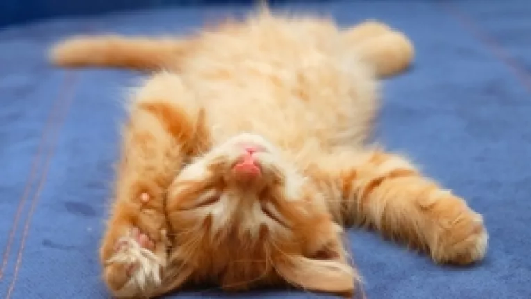 Semnificatia pisicii din vis