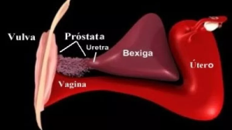 Studiu : Femeile au si ele prostata si ejaculeaza atunci cand au orgasm